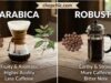 Arabica vs. Robusta: Which Coffee Bean Is Right for You? _A side-by-side visual comparison of a flat, elongated Arabica coffee bean with a curved center crease and a small, round Robusta bean with a straight center crease, illustrating their distinct physical botanical differences.
