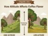 How Altitude Affects Coffee Flavor: The Highs and Lows Explained _A visual chart showing the correlation between coffee growing elevation and flavor profile, illustrating how high-altitude beans (1,500m+) develop bright acidity while low-altitude beans (under 1,000m) offer earthier, robust notes.