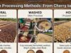 How Coffee Processing Methods Impact Flavor _A side-by-side visual comparison of raw coffee beans in three distinct states: a whole dried cherry (Natural), a sticky mucilage-coated bean (Honey), and a fully cleaned parchment bean (Washed).