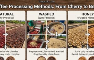 How Coffee Processing Methods Impact Flavor _A side-by-side visual comparison of raw coffee beans in three distinct states: a whole dried cherry (Natural), a sticky mucilage-coated bean (Honey), and a fully cleaned parchment bean (Washed).