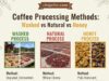 How Processing Methods Affect Coffee Flavor: Washed vs Natural vs Honey _A visual spectrum of coffee processing showing a clean "Washed" bean, a sticky "Honey" bean, and a dried fruit "Natural" bean side-by-side, illustrating the progression of fruit fermentation and its impact on sweetness.