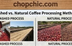 Washed vs. Natural vs. Honey: How Processing Methods Affect the Final Acidity _A visual diagram comparing three coffee processing methods: Washed (clean bean), Honey (mucilage-coated bean), and Natural (whole cherry), illustrating how the remaining fruit layers impact the final acidity and sweetness of the brew.